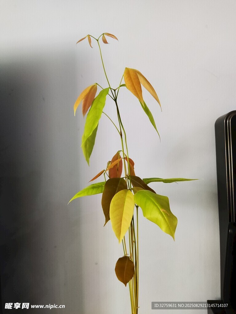 单枝多彩秋叶植物特写