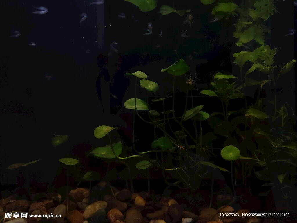 水草缸内的绿意景观