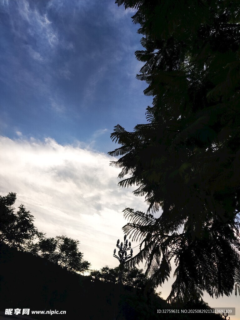 树梢间的蓝天白云美景