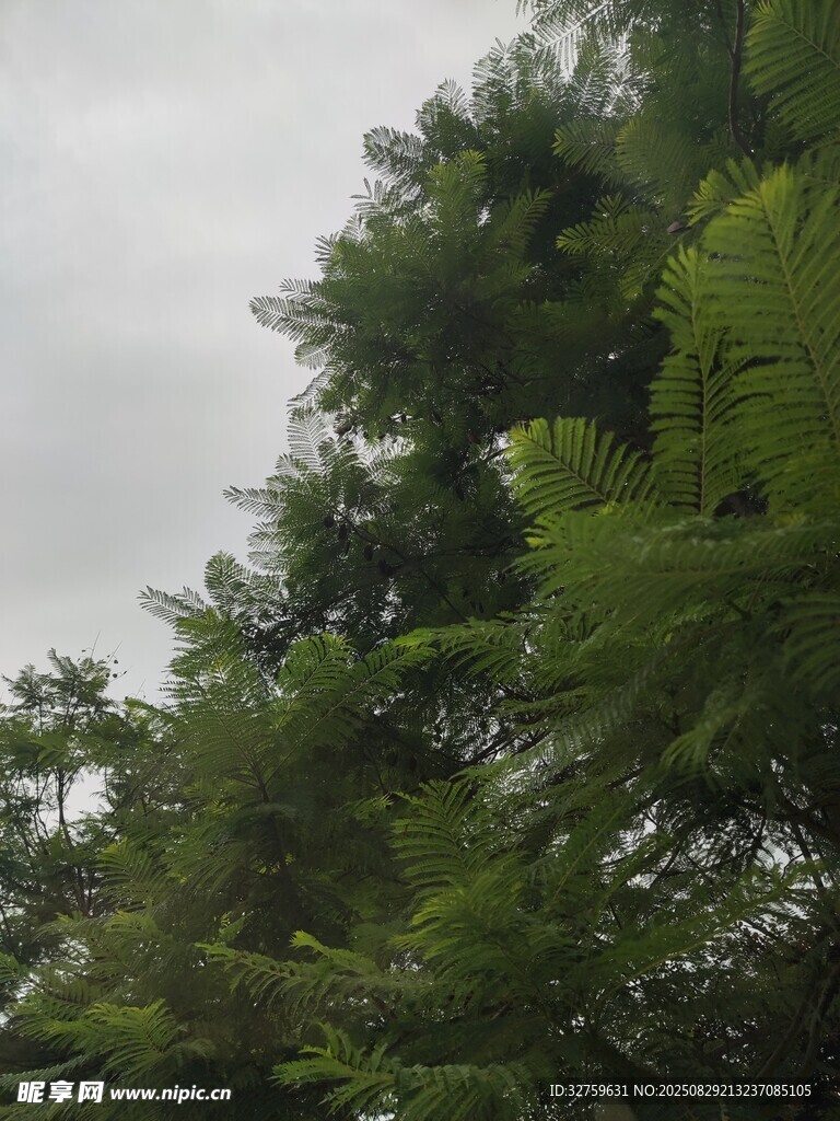 茂密葱郁的高大树木