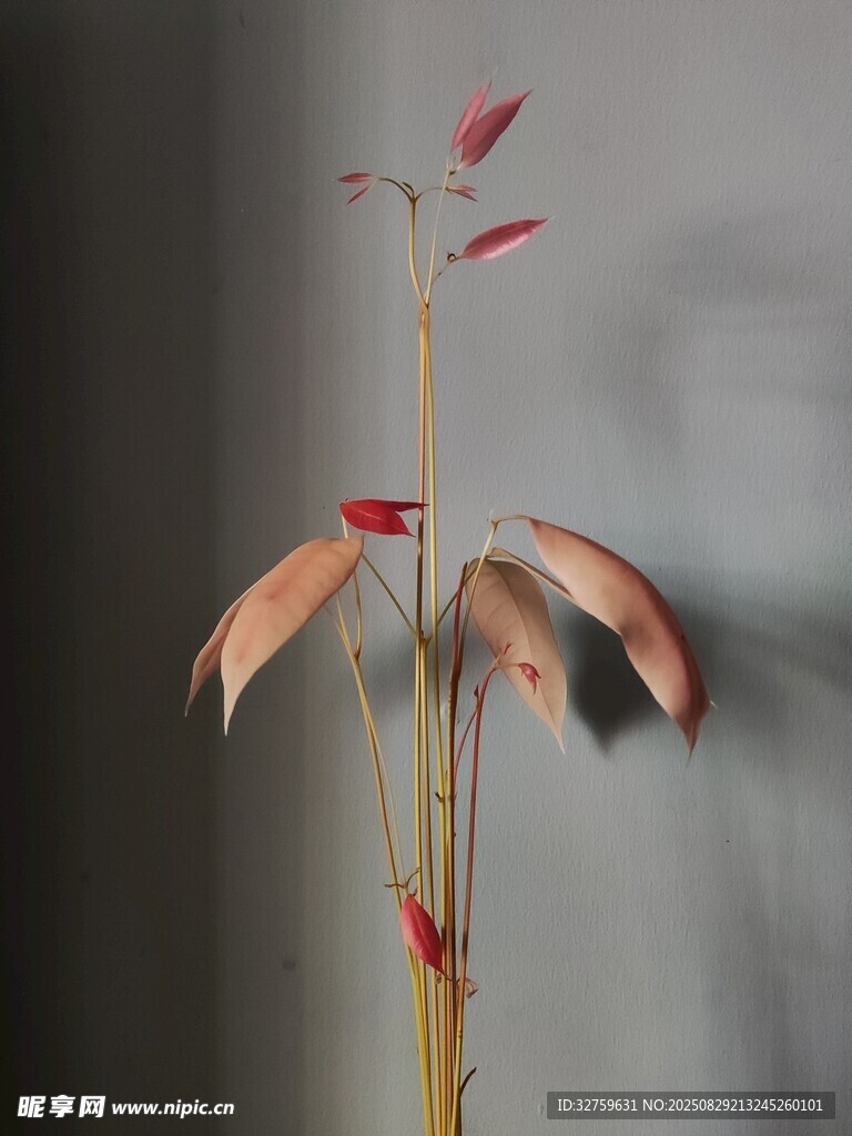 独特造型的植物摆件