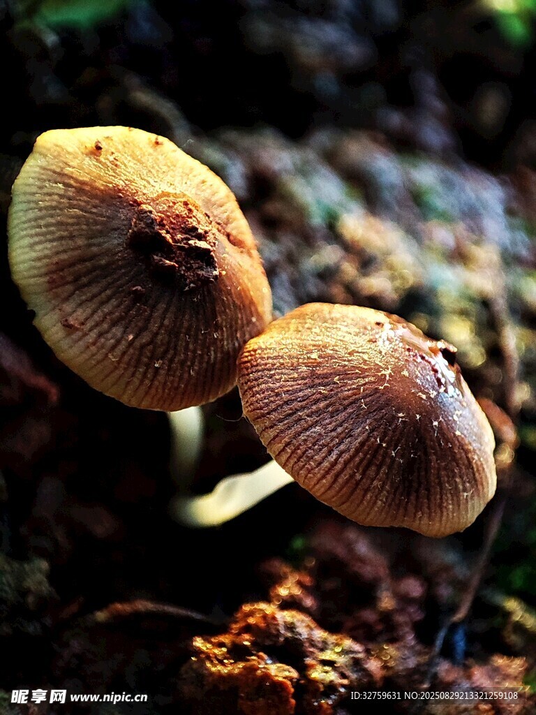 森林中的双生蘑菇