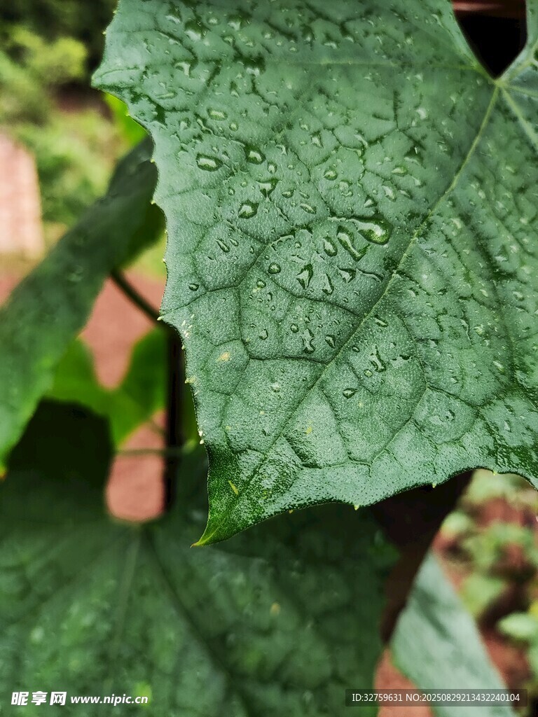 翠绿多纹的植物叶片特写