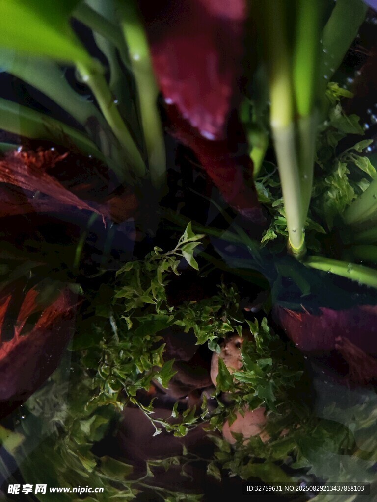 多彩植物微观景观