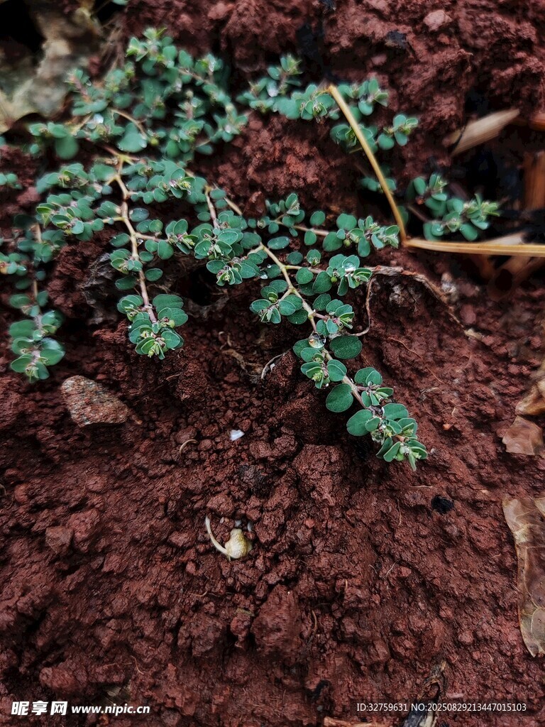 红土中的翠绿植物