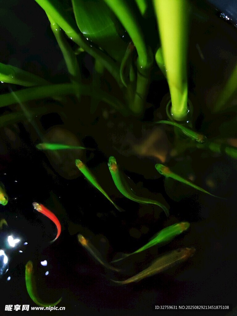 水草缸中的灵动小鱼