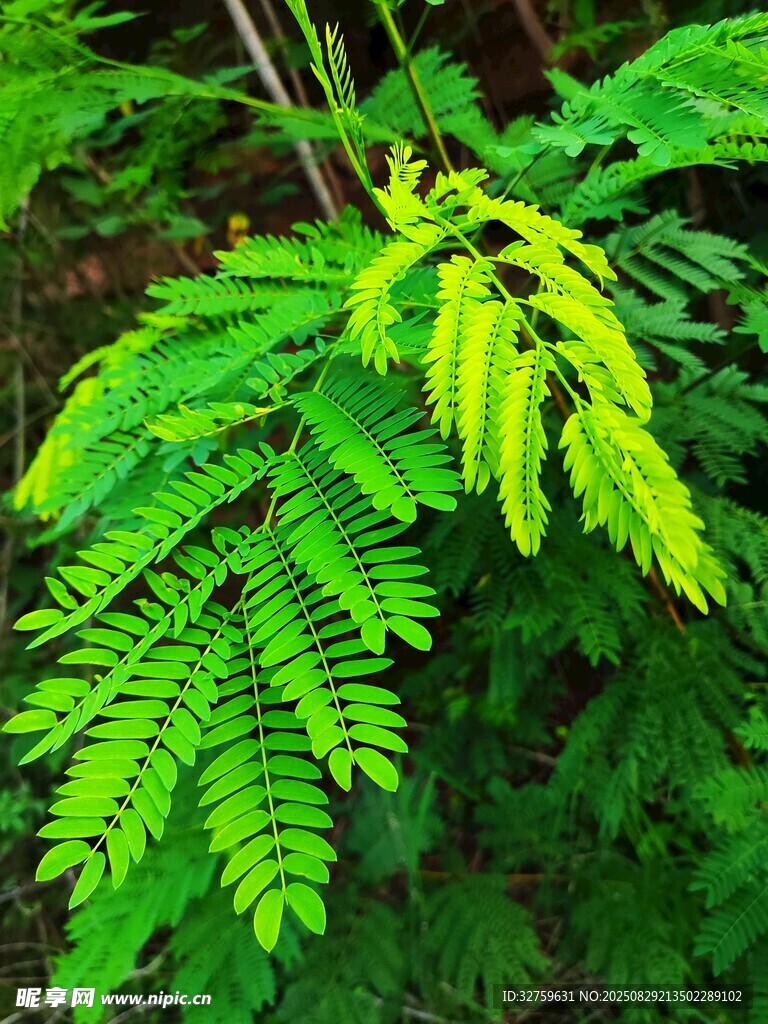翠绿羽状叶片的植物