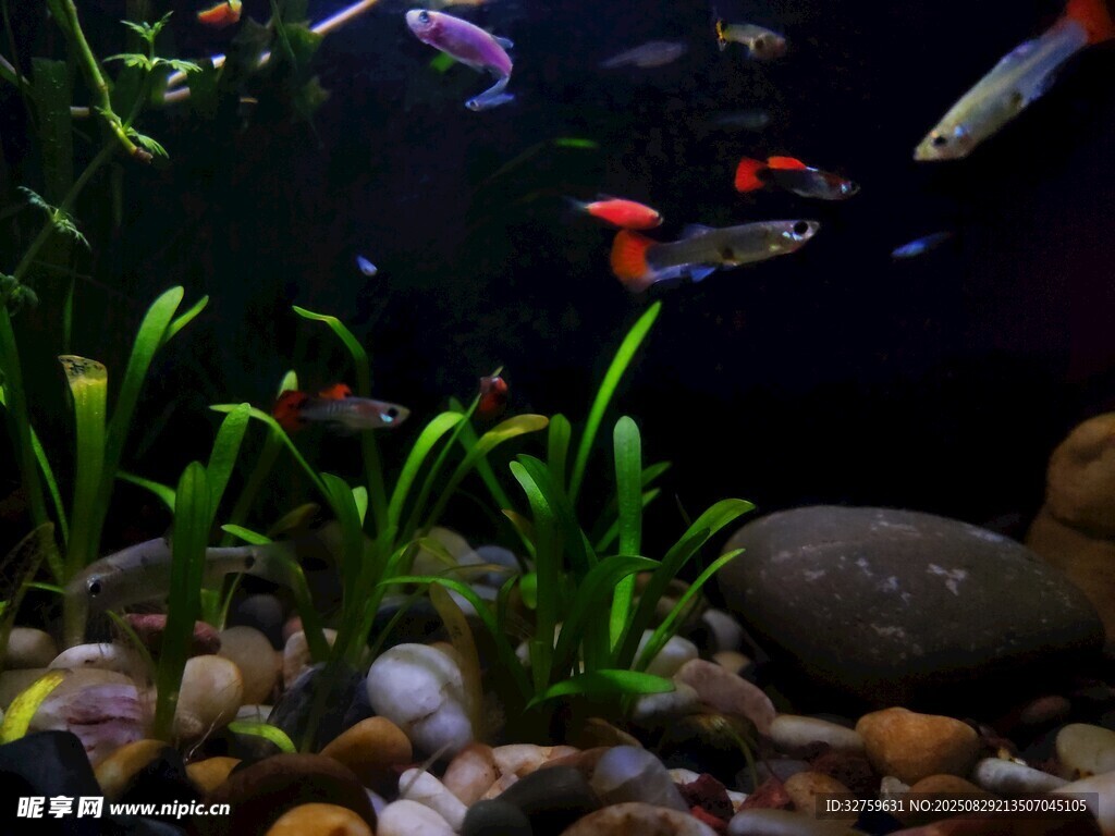 多彩水族箱内的灵动景象