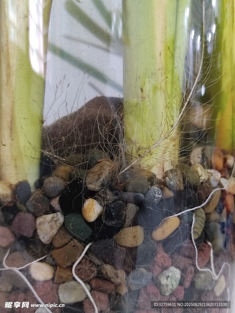 玻璃瓶中的植物根系景观