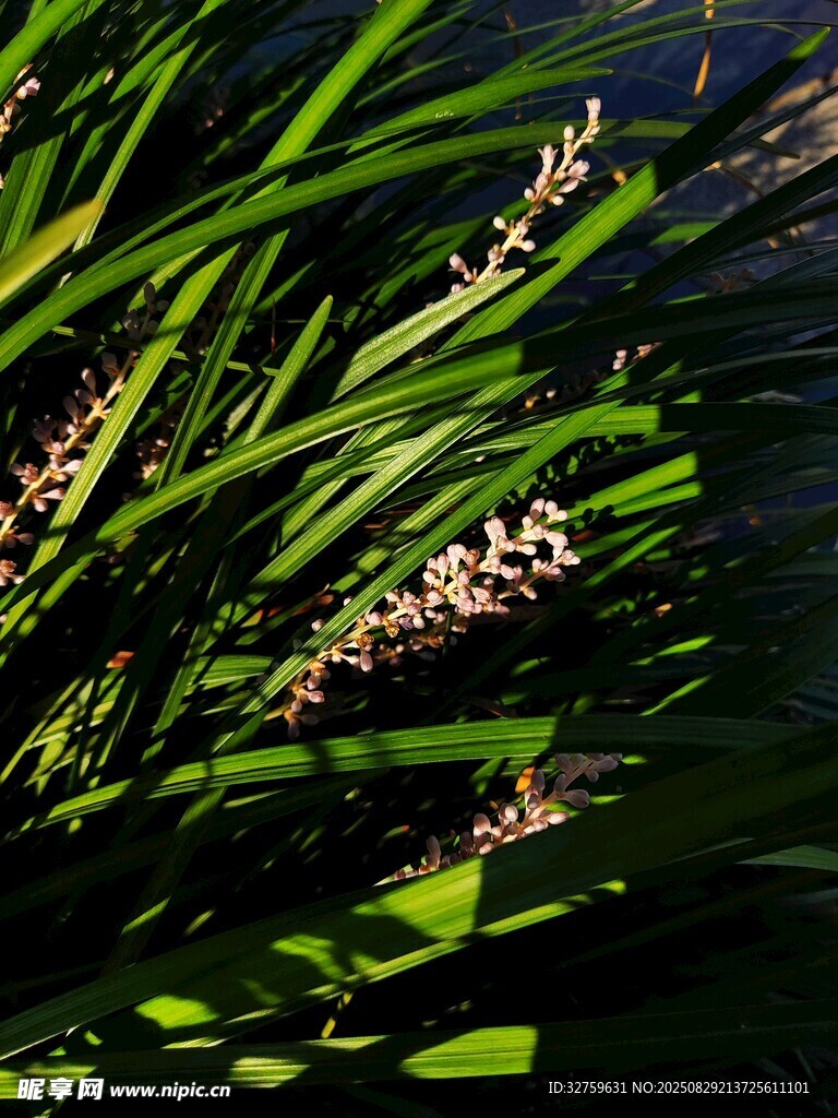 阳光下的翠绿兰花植株