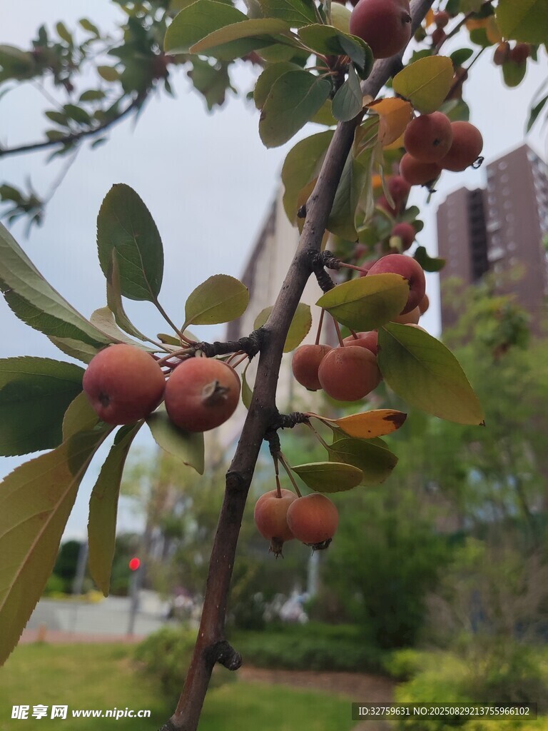 枝头红果挂