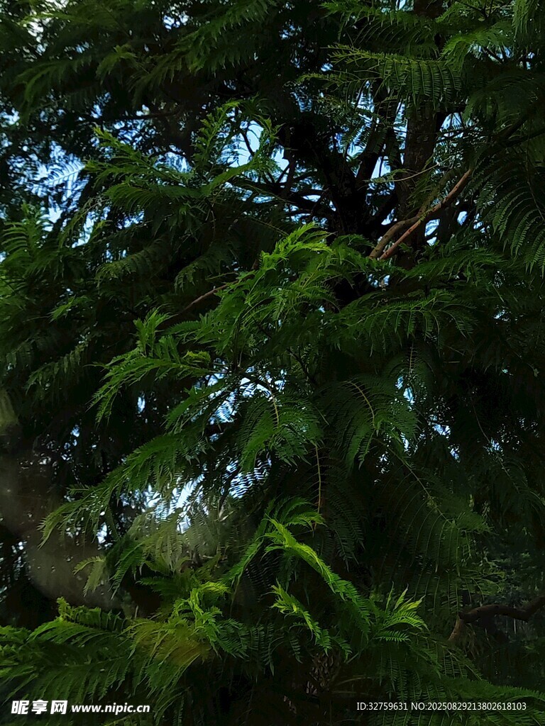 茂密森林中的繁茂绿植