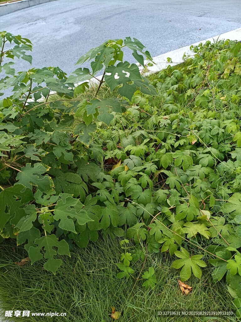 岸边繁茂绿植