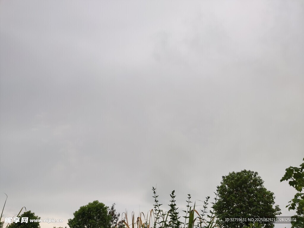 阴天树梢景象