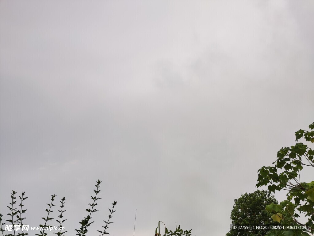 阴天中的树木与天空