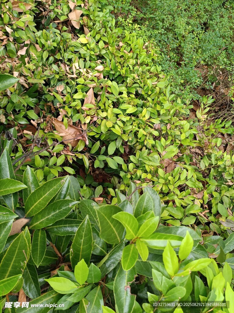 繁茂绿植景观
