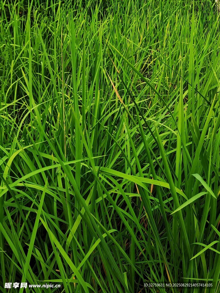 翠绿茂盛的大片青草地