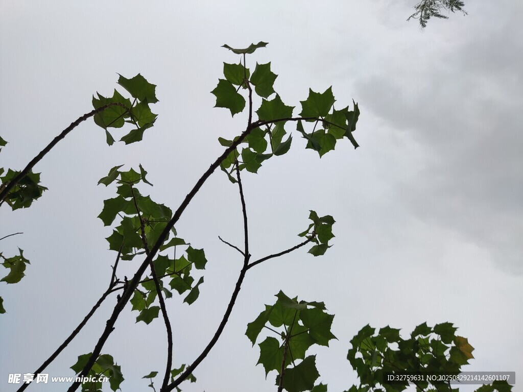 枝头绿叶映灰白天空