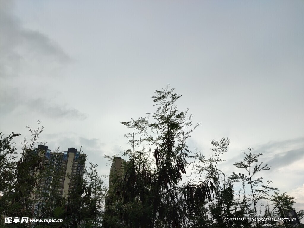 阴天中的树木与高楼