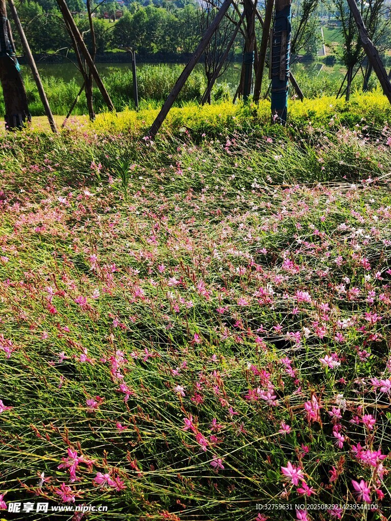 林间烂漫花丛
