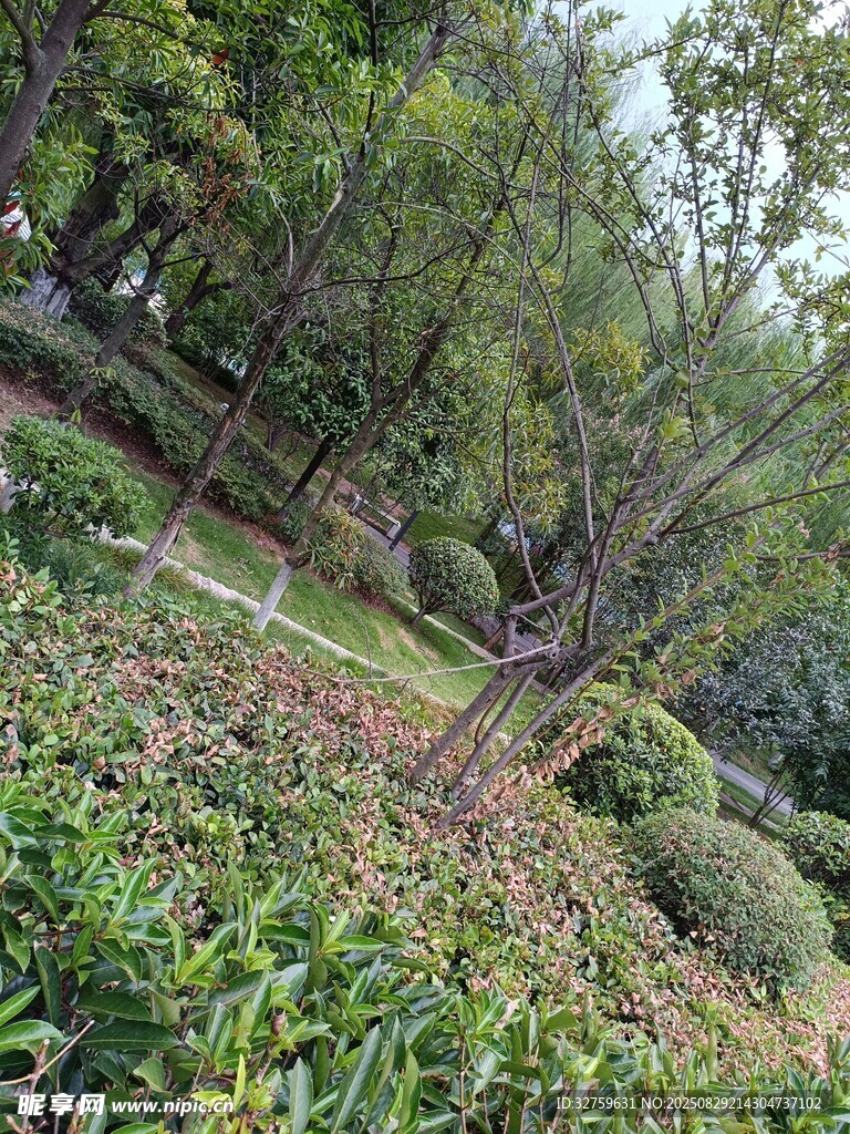 绿意盎然的山坡植物景观