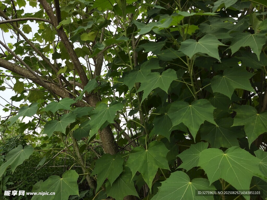 繁茂绿叶植物特写