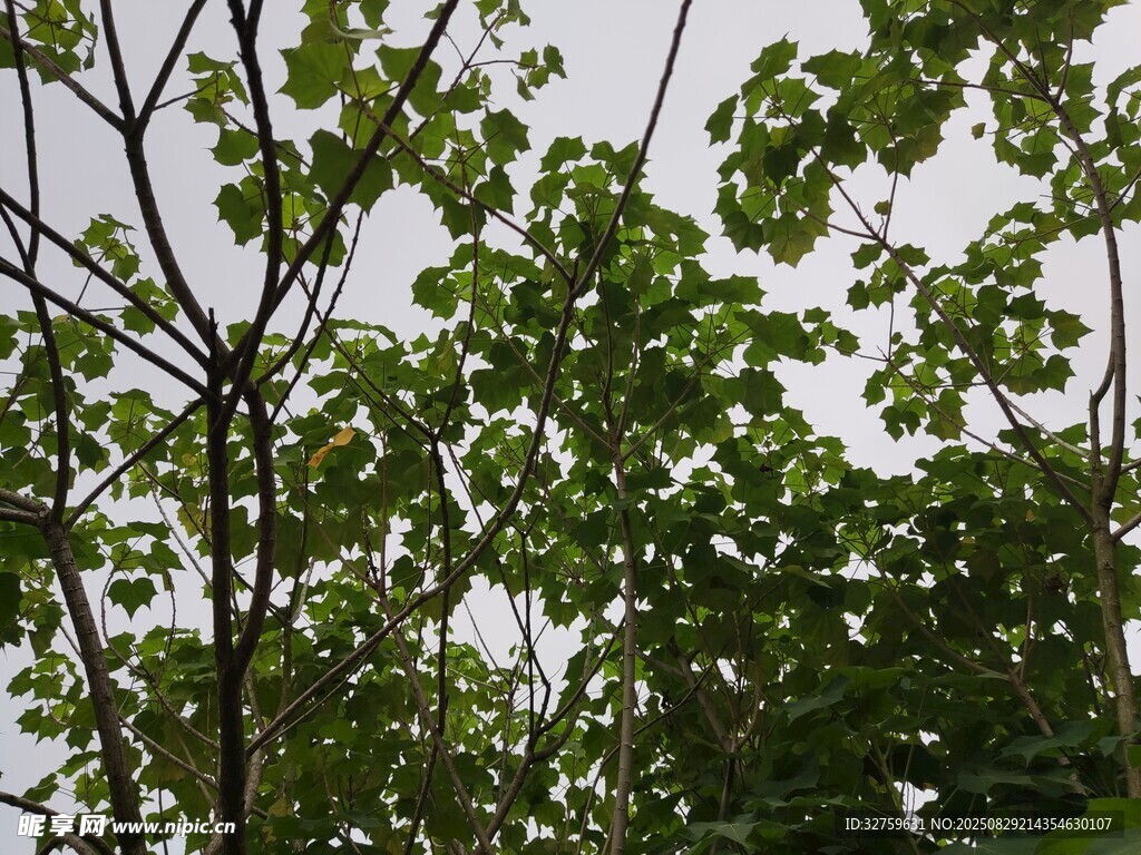 绿叶繁茂的树梢景象