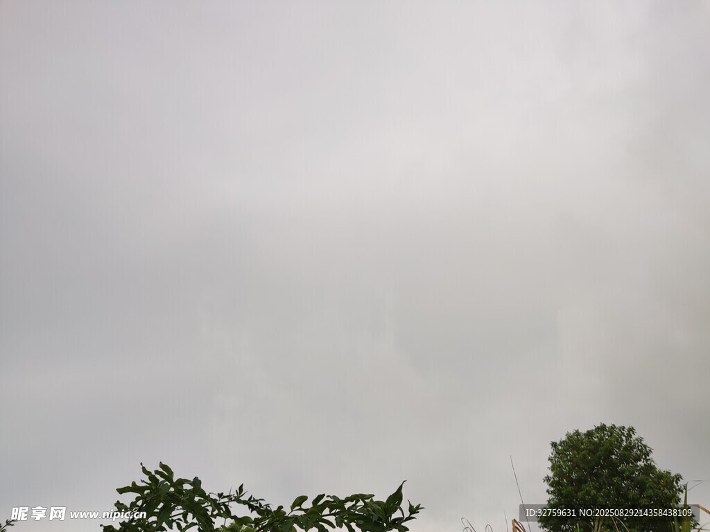 阴天树梢景象