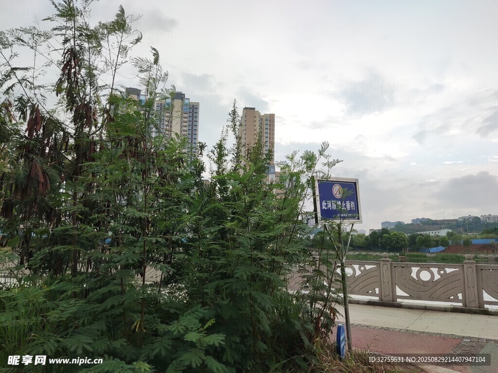城市绿植与远处建筑景观