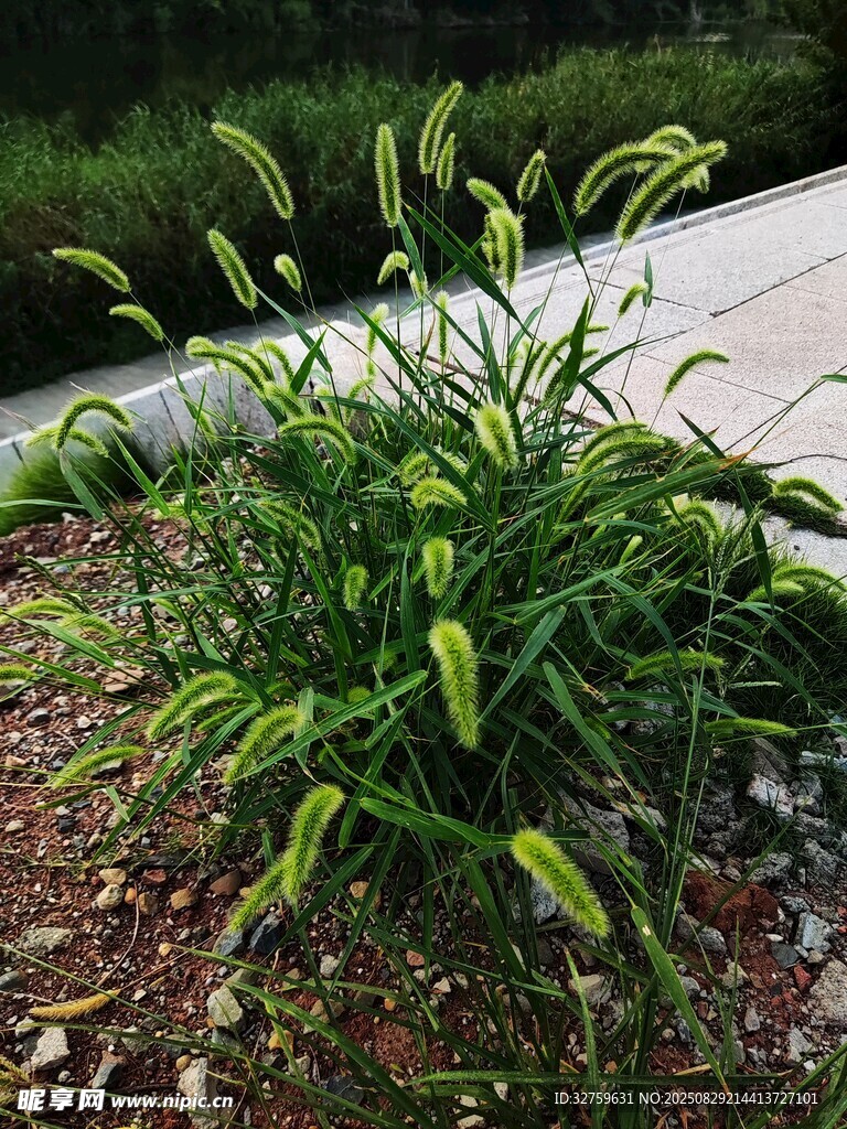 路边嫩绿狗尾草植物