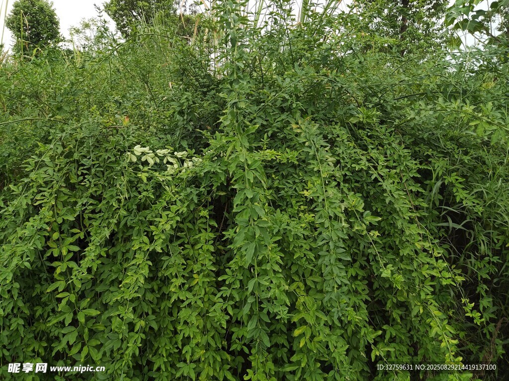 繁茂绿植藤蔓景观