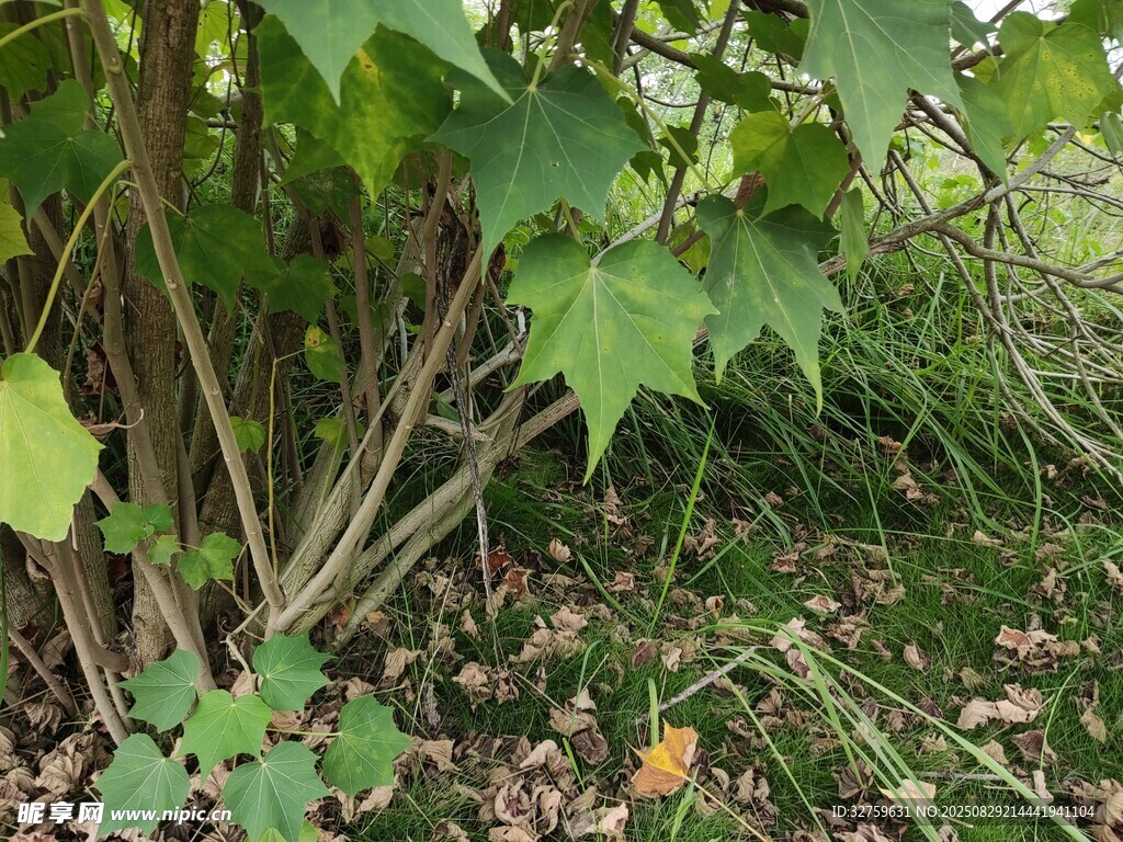 繁茂绿植中的自然景象