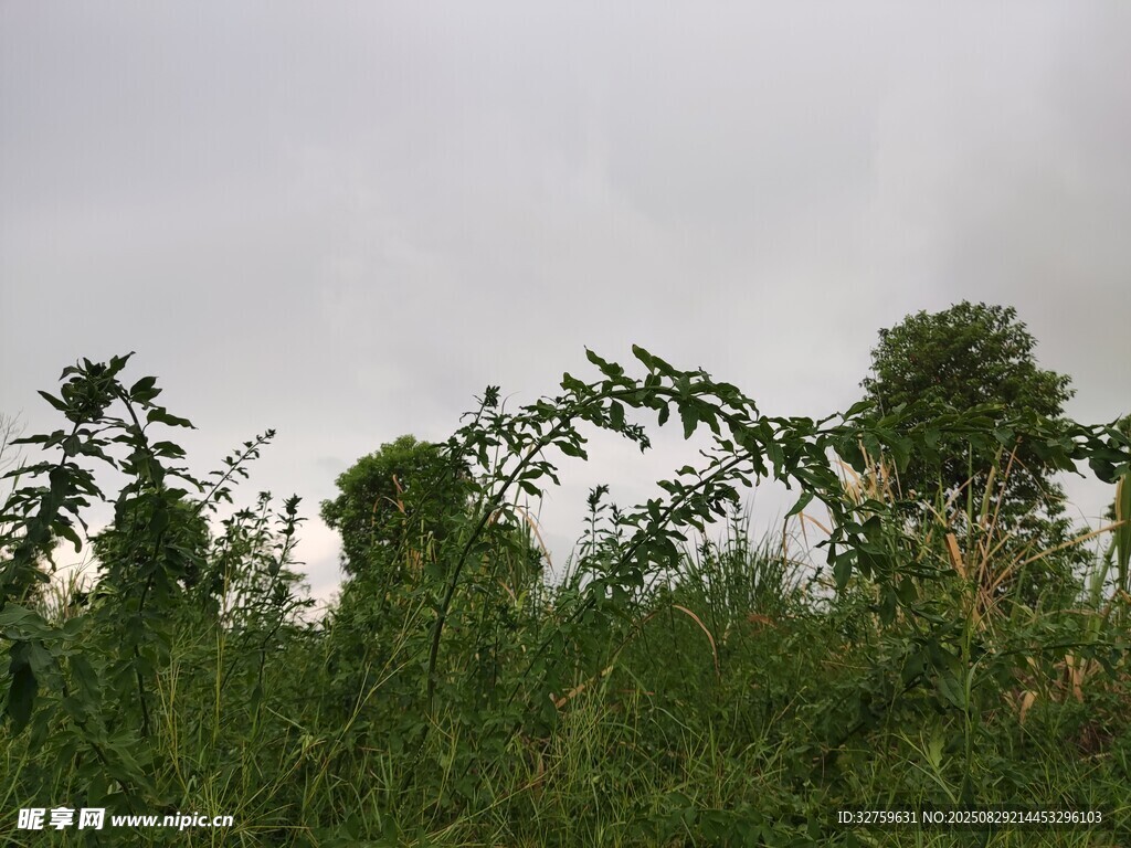 野外繁茂绿植景观