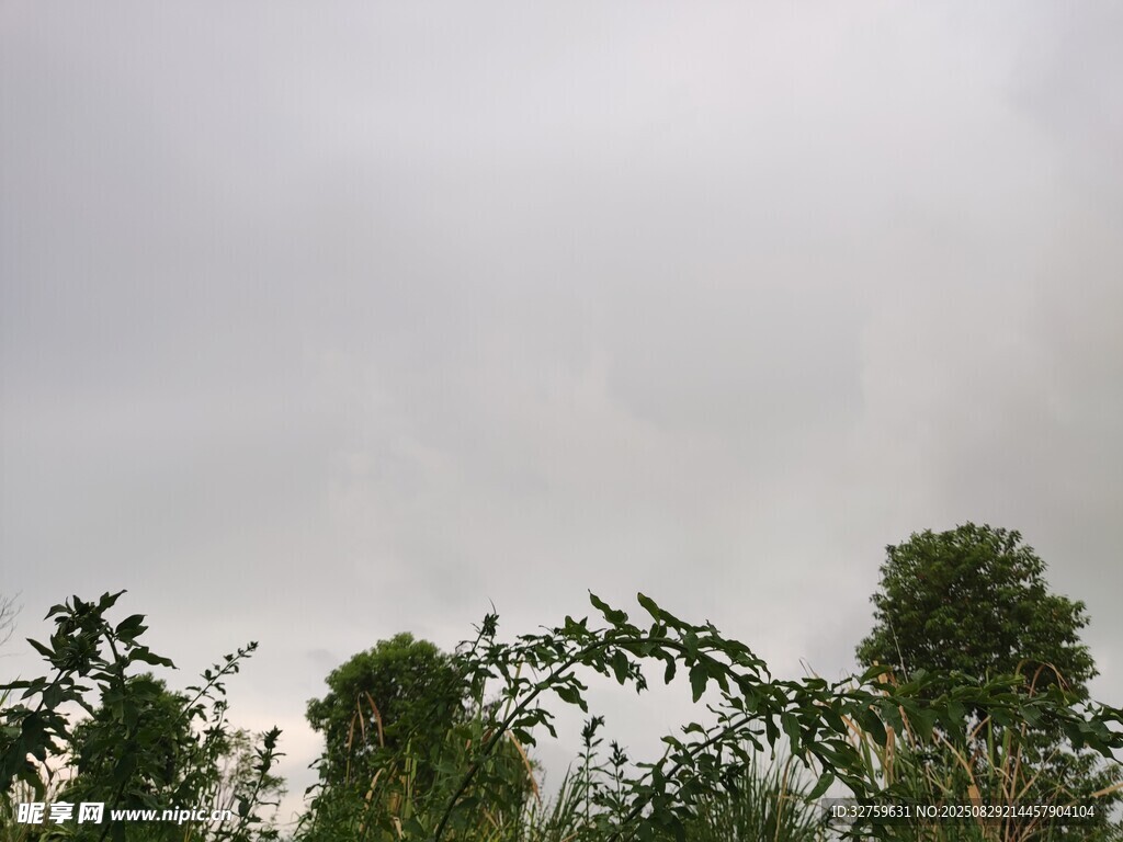 阴天中的绿植景观