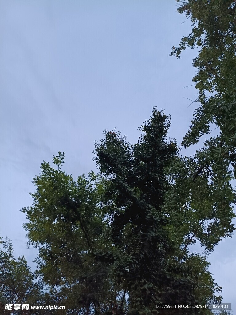 蓝天绿树自然景致