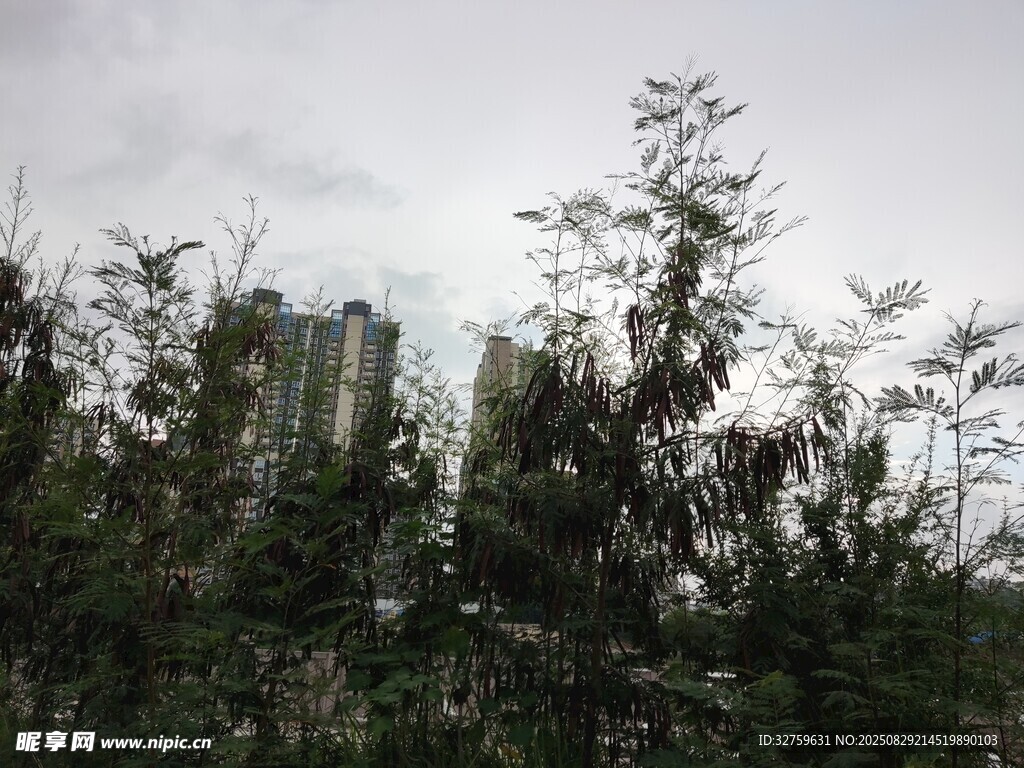阴天中的树木与高楼