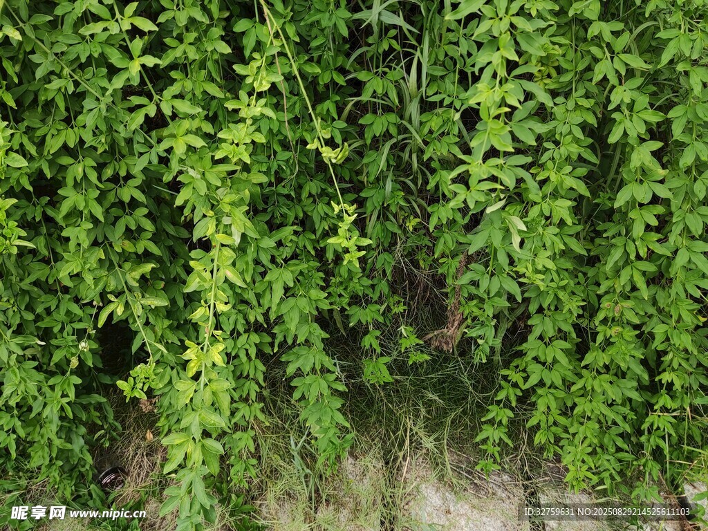 翠绿藤蔓植物自然景象