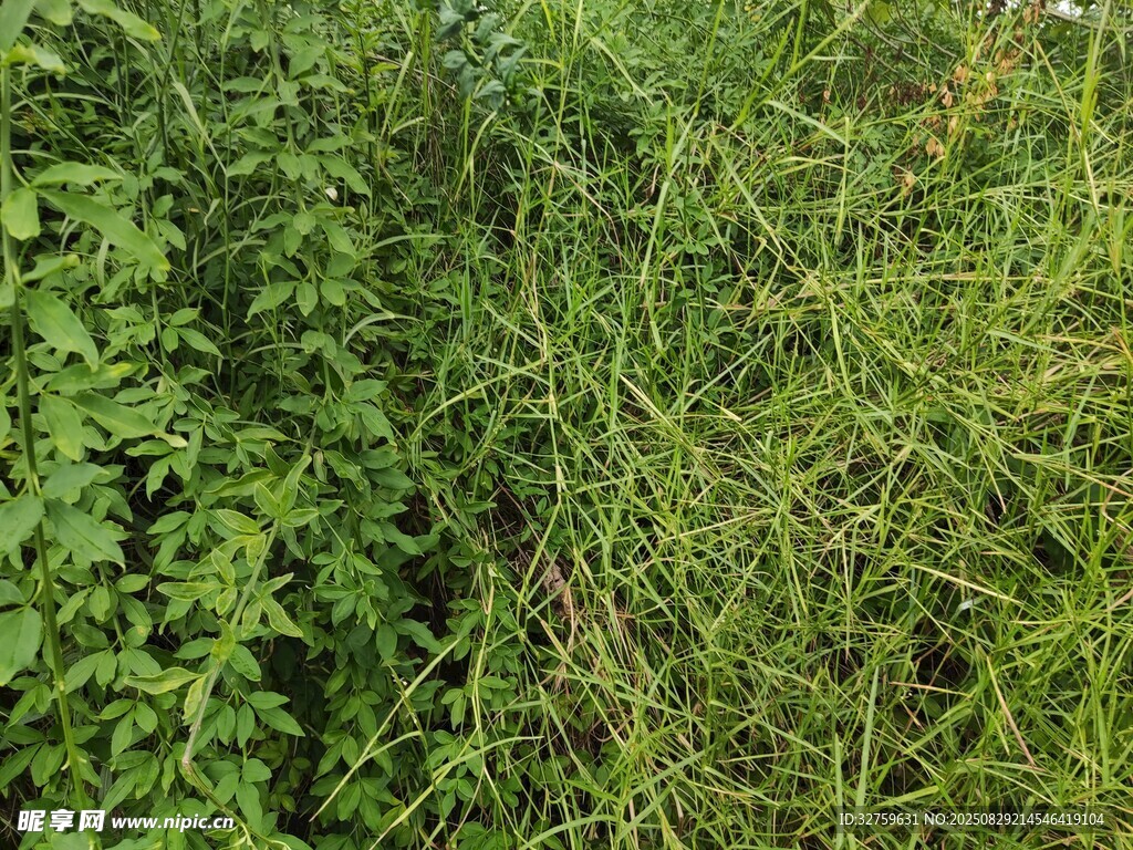茂密绿色植物景观