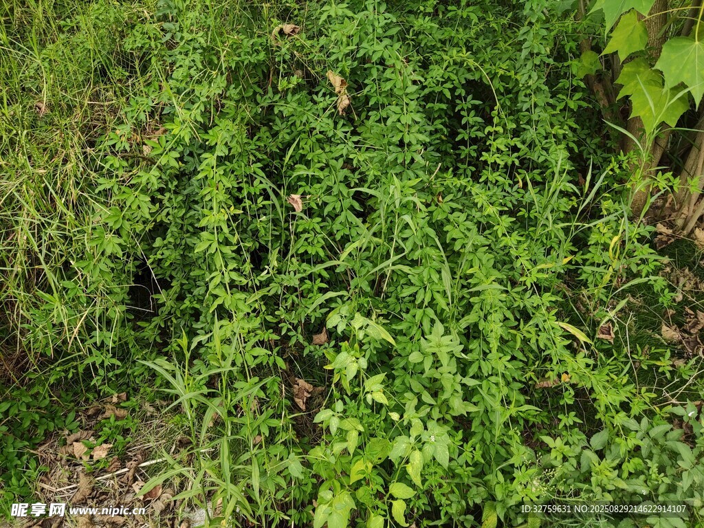 翠绿藤蔓植物生机盎然