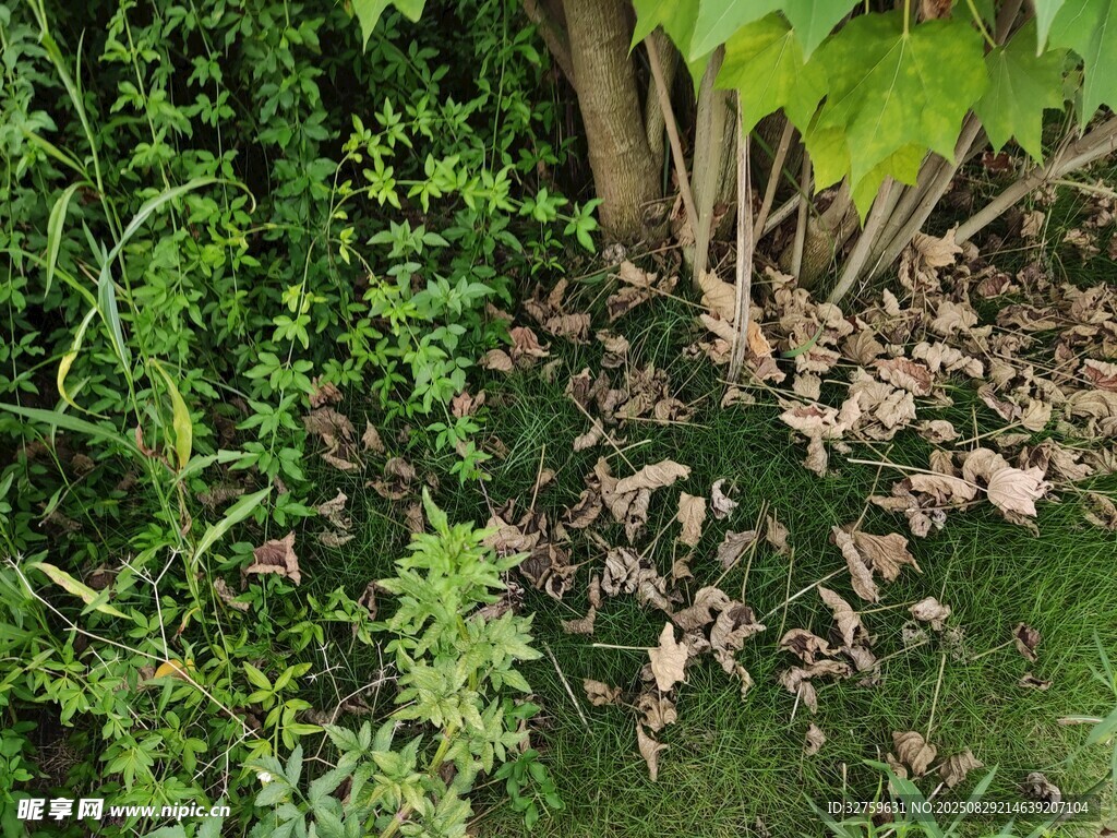 地面绿植与枯叶景象