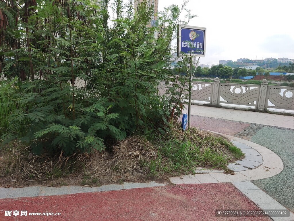 路边绿植景观