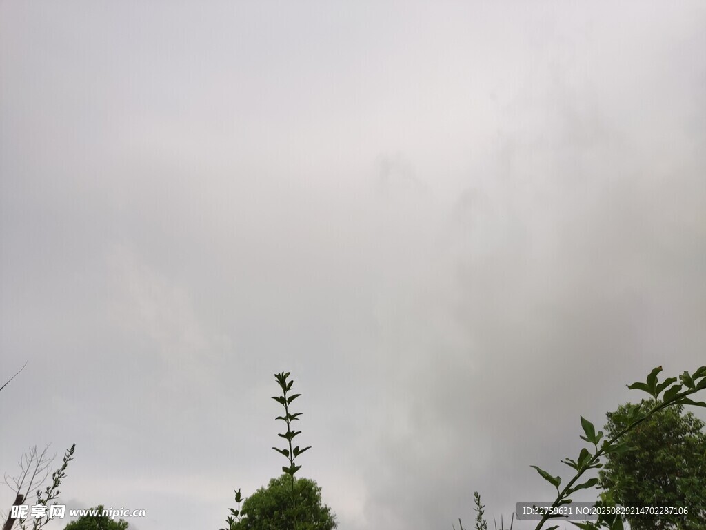云雾缭绕中的绿植景观