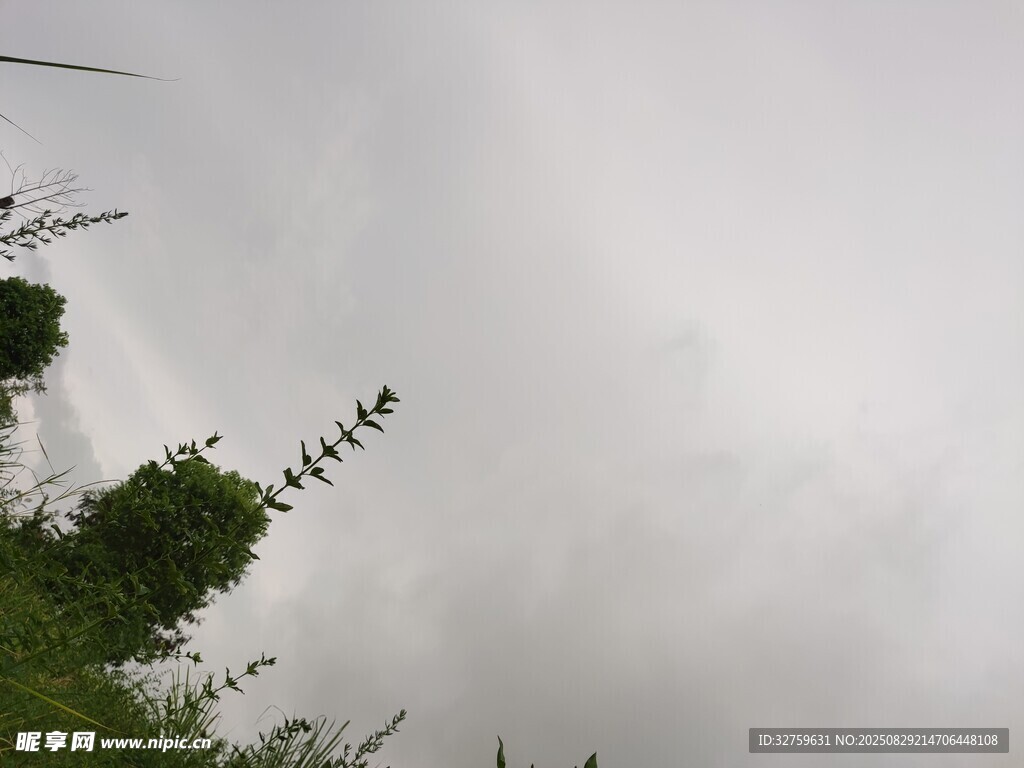 阴天中的绿植与天空