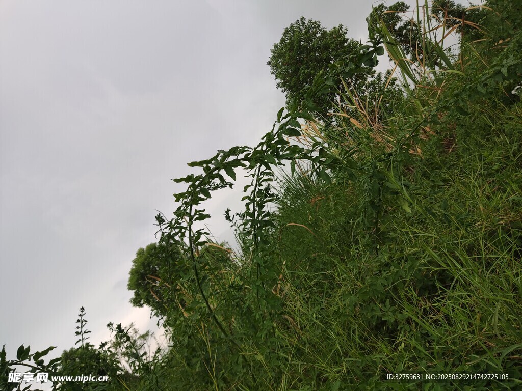 野外葱郁草木景观