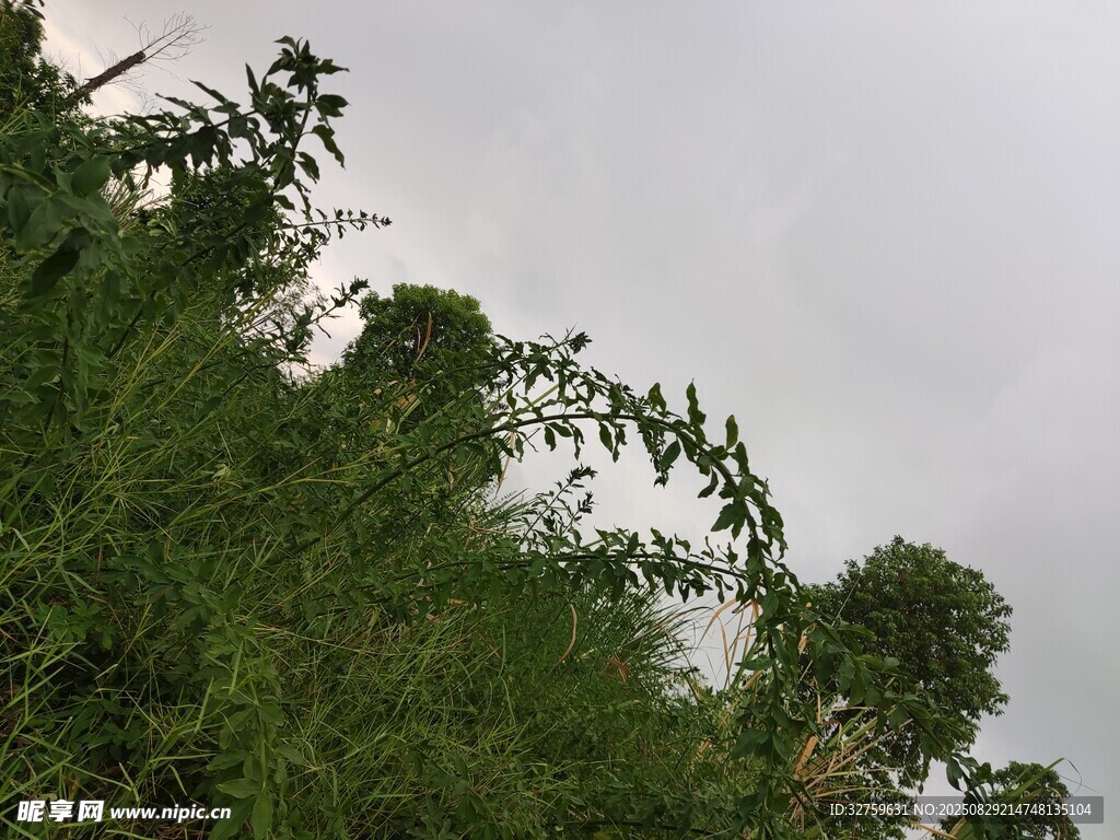 绿意盎然的植物与天空