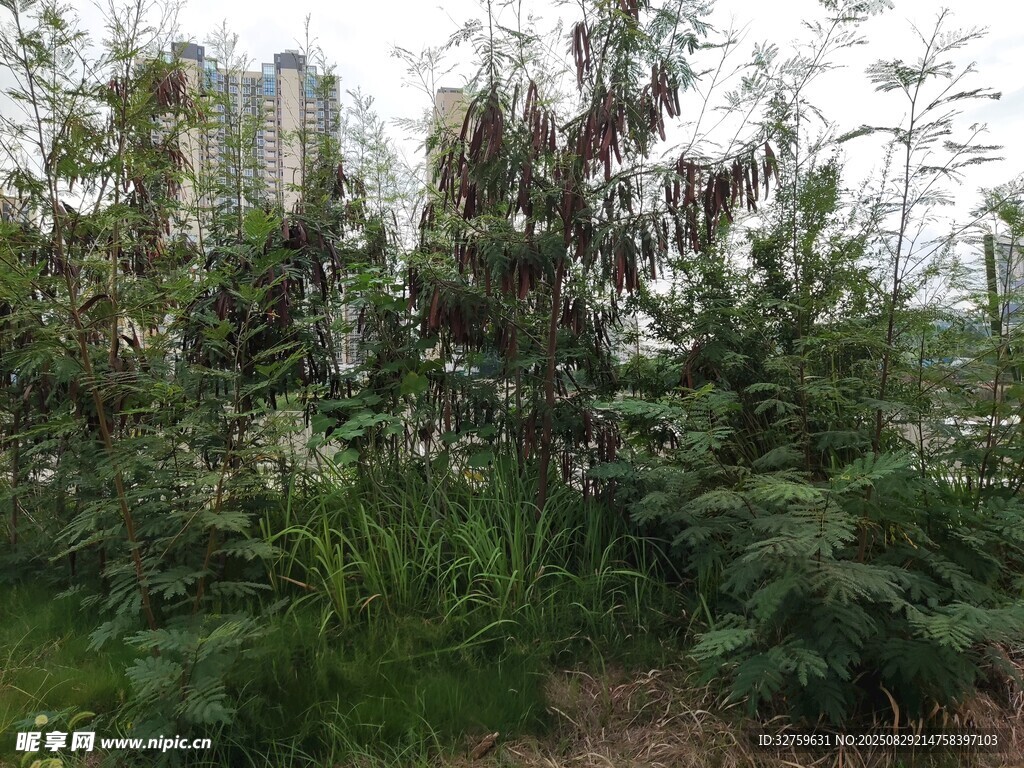 城市中的繁茂绿植景观