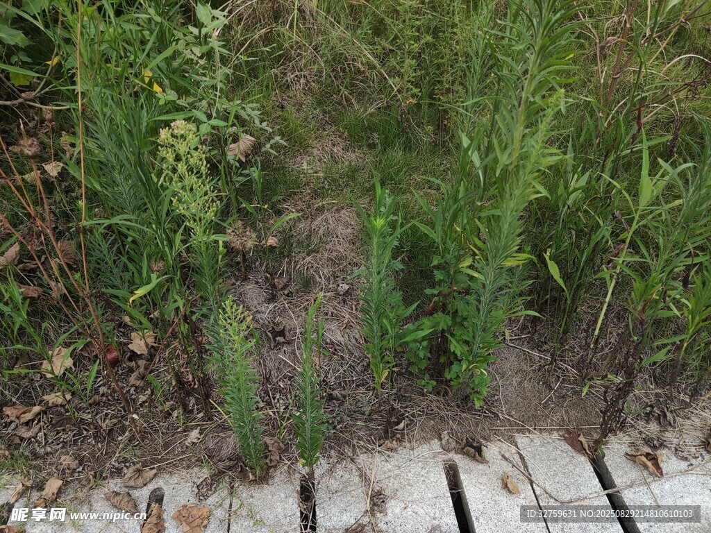 田间绿植生机盎然