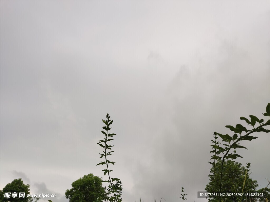阴天中的树木景观