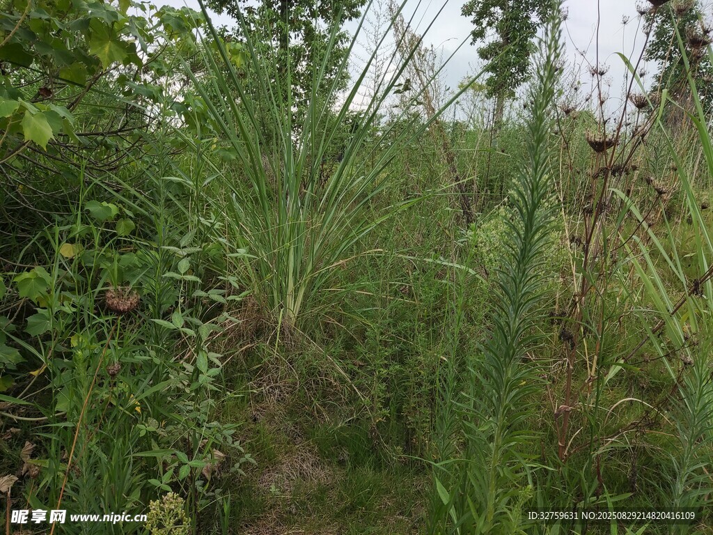 野外繁茂植物景象