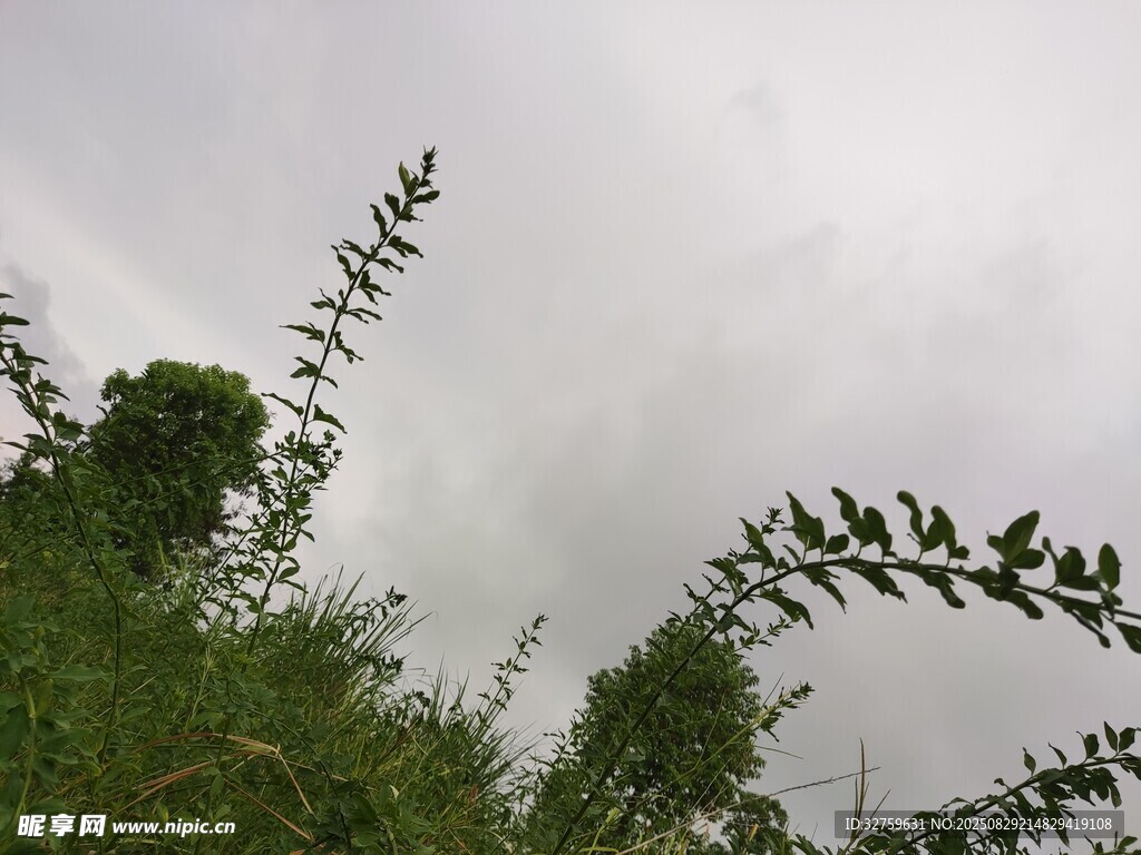 阴天中的绿植枝叶